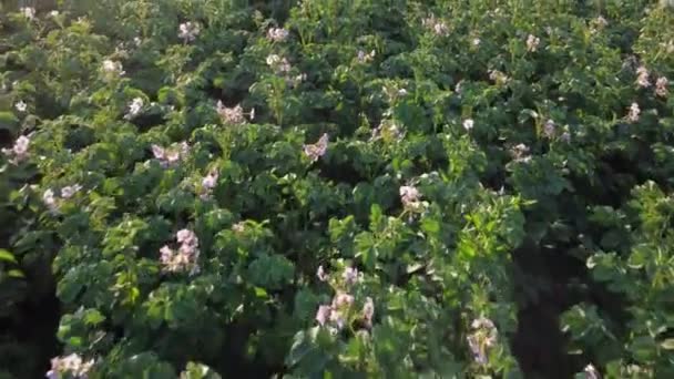Plantación Papas Con Flores Vista Superior Mientras Avanza — Vídeos de Stock