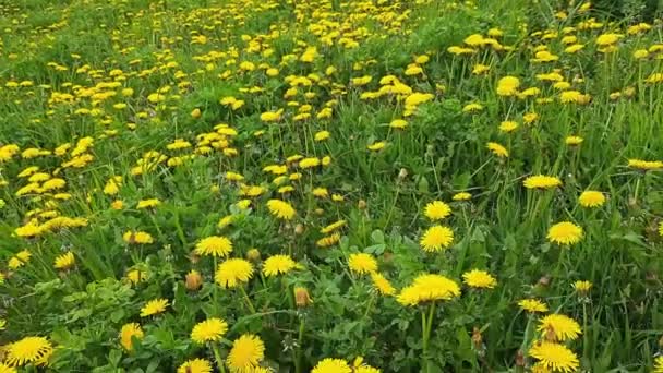 草地上盛开的蒲公英和各种青草 — 图库视频影像