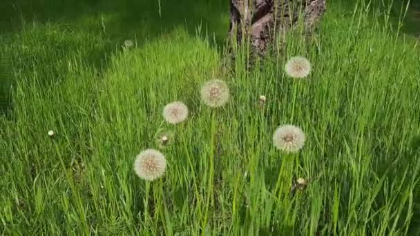 Rijpe Zaadkop Van Paardebloem Een Bosglade — Stockvideo