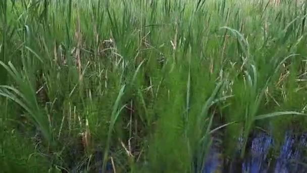 夏天生长在沼泽地上的一丛丛马尾和芦苇 — 图库视频影像