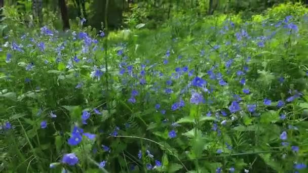 Blühende Veronica Chamaedrys Auf Lichtungen Nahaufnahme — Stockvideo