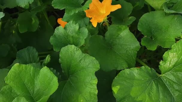 Bir Tarlada Çiçek Açan Sebze Iliği Bitkilerinin Üst Görüntüsü — Stok video