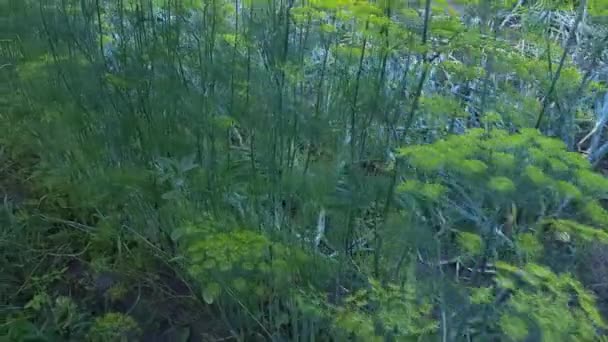 Stems Flowering Dill Field Onion Planting — Stock Video