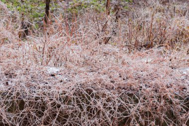 Bulanık zeminde dondurucu yağmurun ardından buz kabuğuyla kaplı tırmanma bitkilerinin yaprak döken çalıları ve kuru kökleri.