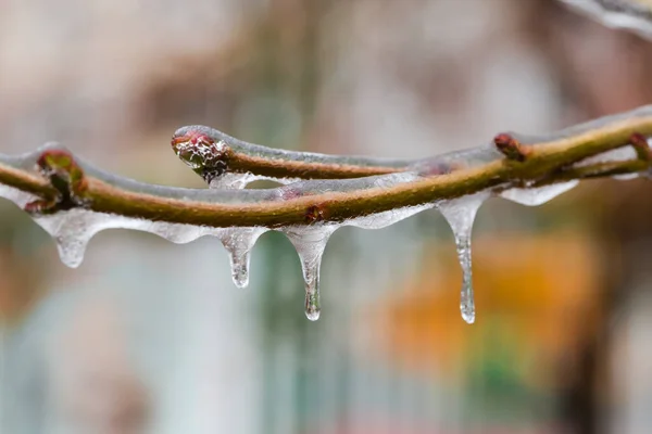 Branches Deciduous Tree Covered Ice Crust Freezing Rain Blurred Background — Fotografia de Stock