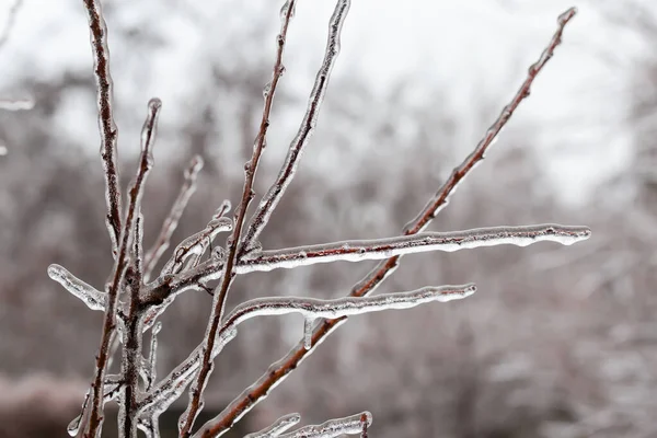Bulanık Arkaplanda Dondurucu Yağmurun Ardından Buz Kabuğuyla Kaplı Yaprak Döken — Stok fotoğraf