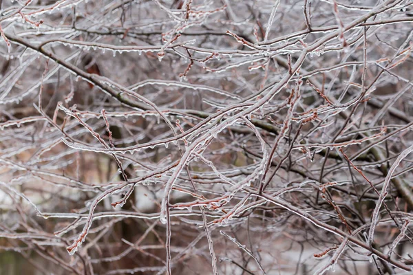 Branches Deciduous Trees Covered Ice Crust Freezing Rain Fragment Background — Fotografia de Stock