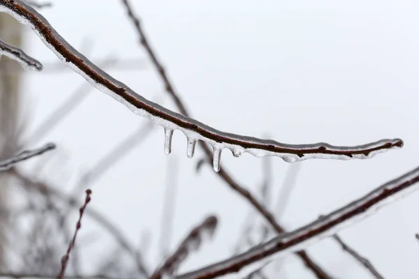 Tak Van Een Loofboom Bedekt Met Ijskorst Vriesregen Een Wazige — Stockfoto