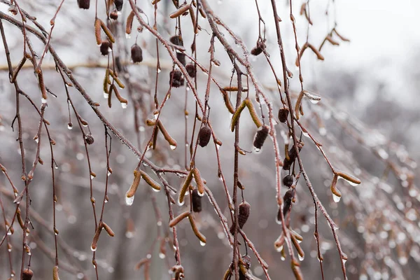 Hanging Birch Branches Dry Catkins Covered Ice Crust Freezing Rain — Foto Stock