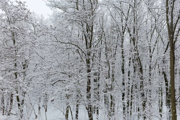 Kara Çekirge Ağaçları Ormandaki Yumuşacık Karla Kaplı Diğer Ağaçlar Bulutlu — Stok fotoğraf
