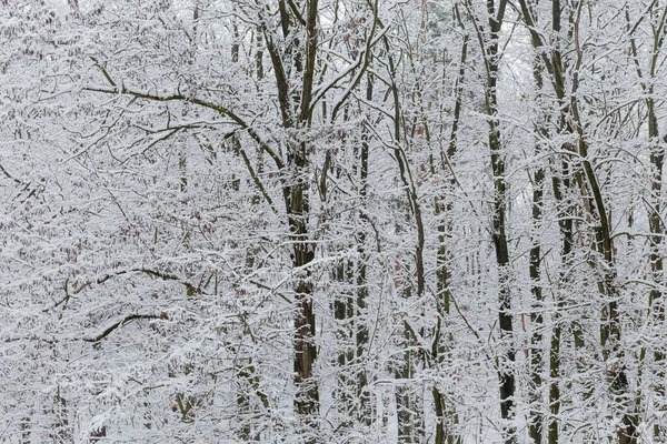 Troncos Ramas Langostas Negras Otros Árboles Cubiertos Nieve Esponjosa Bosque —  Fotos de Stock