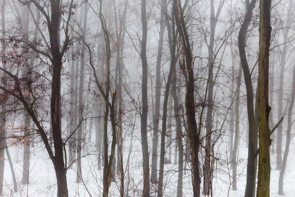 Gedeelte Van Het Winterwoud Met Stammen Takken Van Loofbomen Voorgrond — Stockfoto