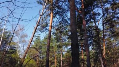 Çam ve huş ağaçları, ağaç gövdeleri arasında manzara