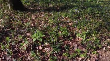 İlkbahar ormanlarında çiçek açan yabani Vinca