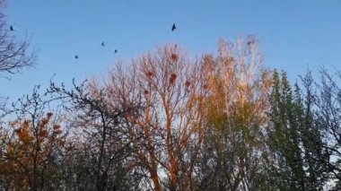 Kargalar gün batımında uzun ağaçların üzerinde yuvaların üzerinde uçar.