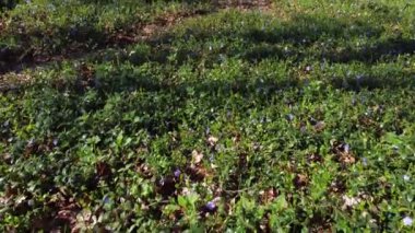 İlkbahar ormanlarında çiçek açan yabani Vinca