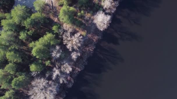 Sparse Forest Sandy Riverbank Aerial Vertical View — стоковое видео