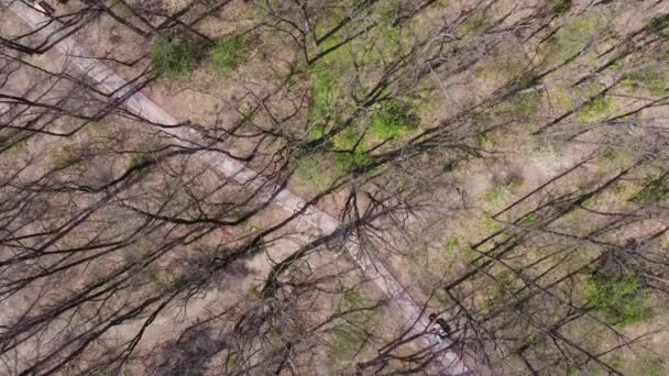 木々の間の舗装された道を持つ公園のセクション 航空ビュー — ストック動画