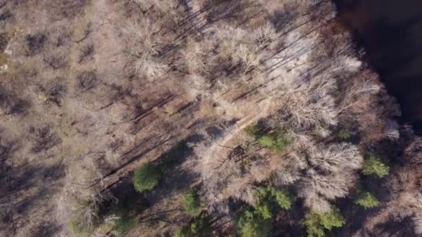 Floresta Esparsa Margem Rio Arenoso Vista Vertical Aérea Para Baixo — Vídeo de Stock