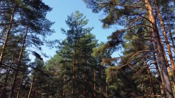 Kiefernwald Blick Zwischen Ästen Und Baumstämmen — Stockvideo