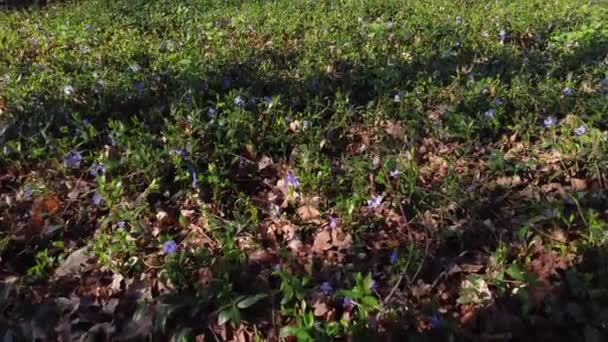 Wild Growing Flowering Vinca Glade Spring Forest — Video Stock