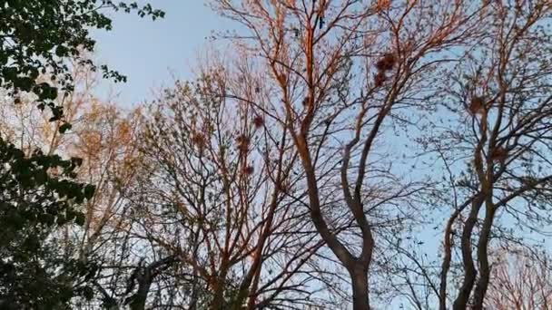 Gagak Terbang Atas Tempat Bersarang Pohon Tinggi Saat Matahari Terbenam — Stok Video