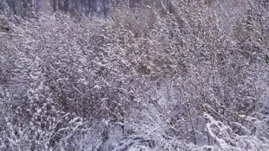 Kuru yaban kaz ayağı çalılıkları karla kaplı hafif rüzgarla