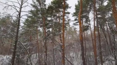 Hafif bir kar yağışı sırasında çam ormanının bir bölümü
