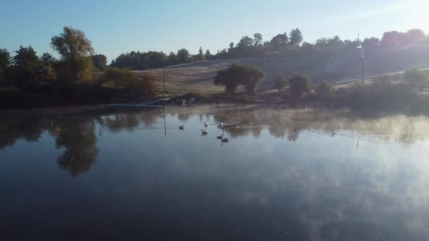 Swans Floating Pond Fog Water Aerial View — Stockvideo