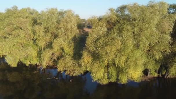 Old Willows Pond Shore Autumn Aerial View — 图库视频影像