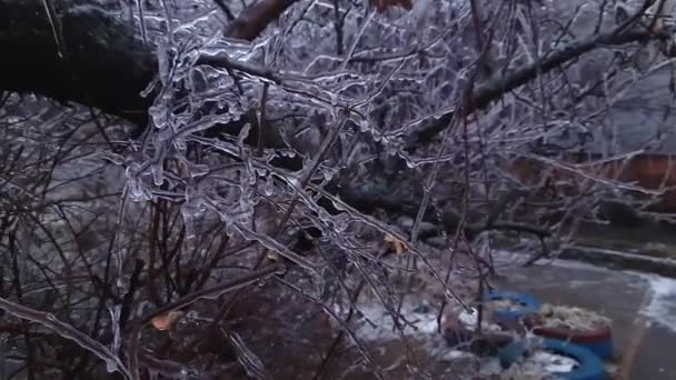 Ramas Árboles Cubiertas Hielo Después Lluvia Helada Cerca — Vídeos de Stock