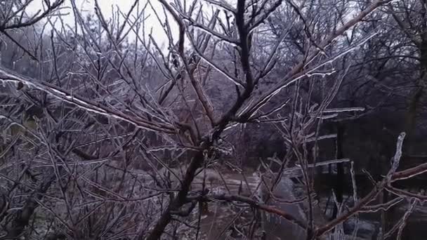 Ice Covered Tree Branches Freezing Rain Close — Vídeo de Stock