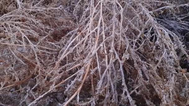 Ice Covered Stems Dry High Grass Background — стоковое видео