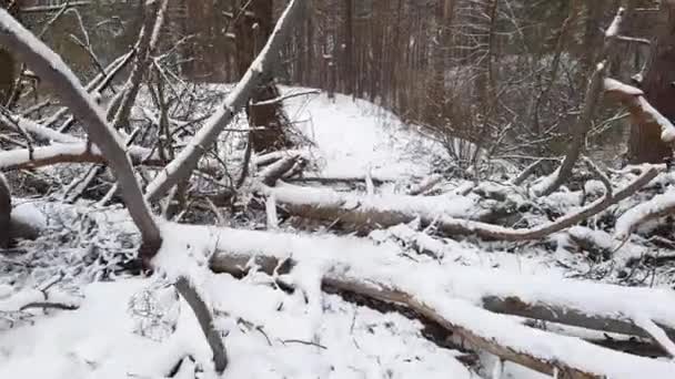 Pinheiro Velho Caído Coberto Neve Floresta Inverno — Vídeo de Stock