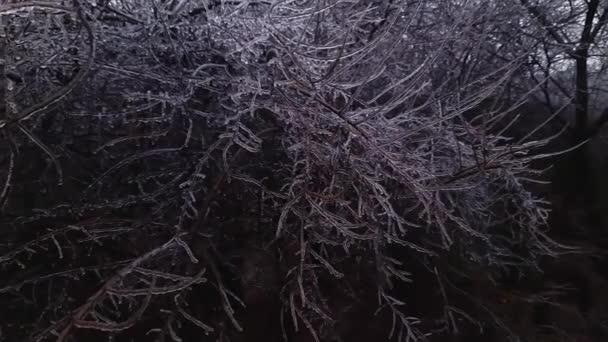 Ramas Árboles Cubiertas Hielo Después Lluvia Helada Cerca — Vídeo de stock