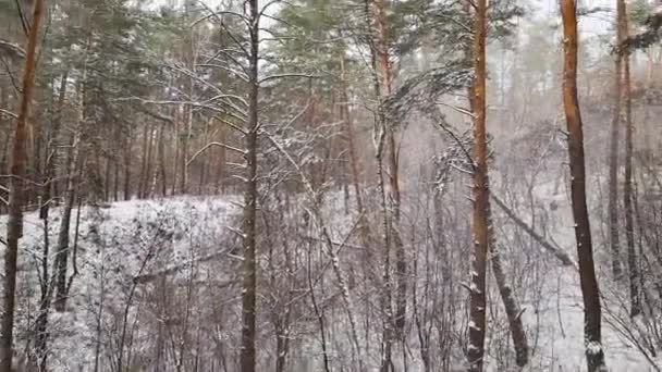 Розділ Соснового Лісу Під Час Легких Снігопадів — стокове відео