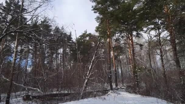 Seção Floresta Pinheiro Durante Uma Queda Neve Leve — Vídeo de Stock
