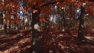 Red oak trees with autumn leaves in windy weather