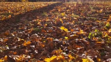 Glade in autumn park covered with fallen maple leaves backlit