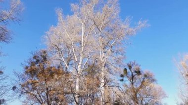 Old aspens growing on lake shore in autumn park