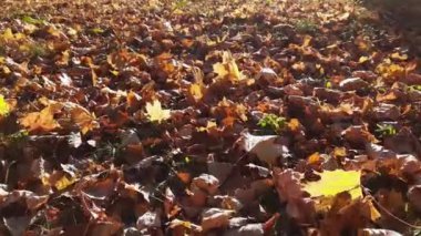 Glade in autumn park covered with fallen maple leaves backlit