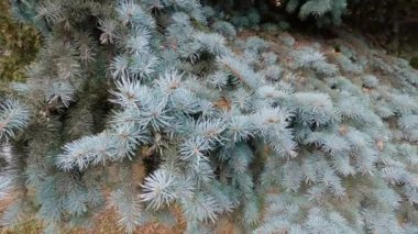 Branches of old blue spruce in park in overcast weather