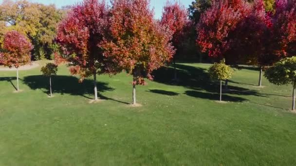 Молоді Дерева Темно Червоним Листям Серед Зелені Осінньому Парку — стокове відео