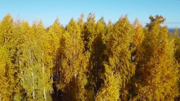 Birken Mit Leuchtend Gelbem Laub Herbstpark Luftaufnahme — Stockvideo