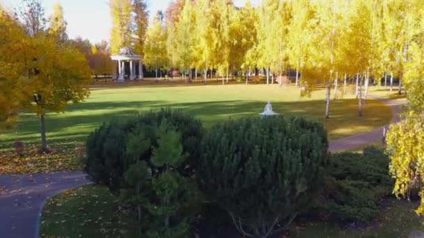 Glade Autumn Park Surrounded Young Birches Aerial View — Stockvideo
