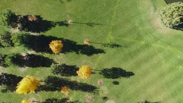 Single Trees Glade Autumn Park Aerial View — Stockvideo