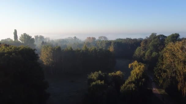 Old Park Autumn Foggy Morning Aerial View — Vídeo de Stock