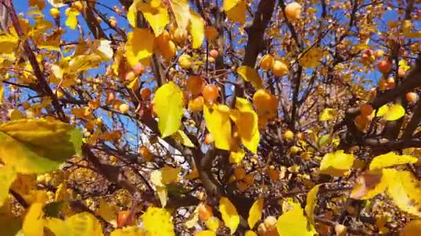 Paradise Apple Tree Branches Ripe Fruits Autumn Leaves — Αρχείο Βίντεο