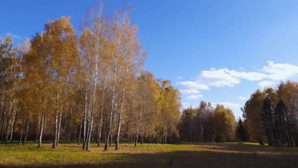 Birches Glade Edge Autumn Park Windy Weather — Stockvideo