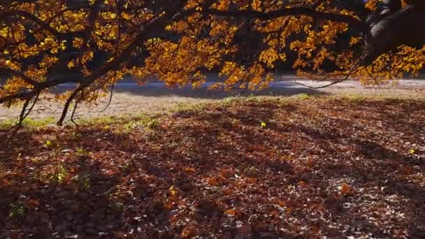 Hängende Rote Eichenzweige Mit Herbstblättern Park — Stockvideo